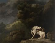 George Stubbs A Lion Attacking a Horse oil painting reproduction